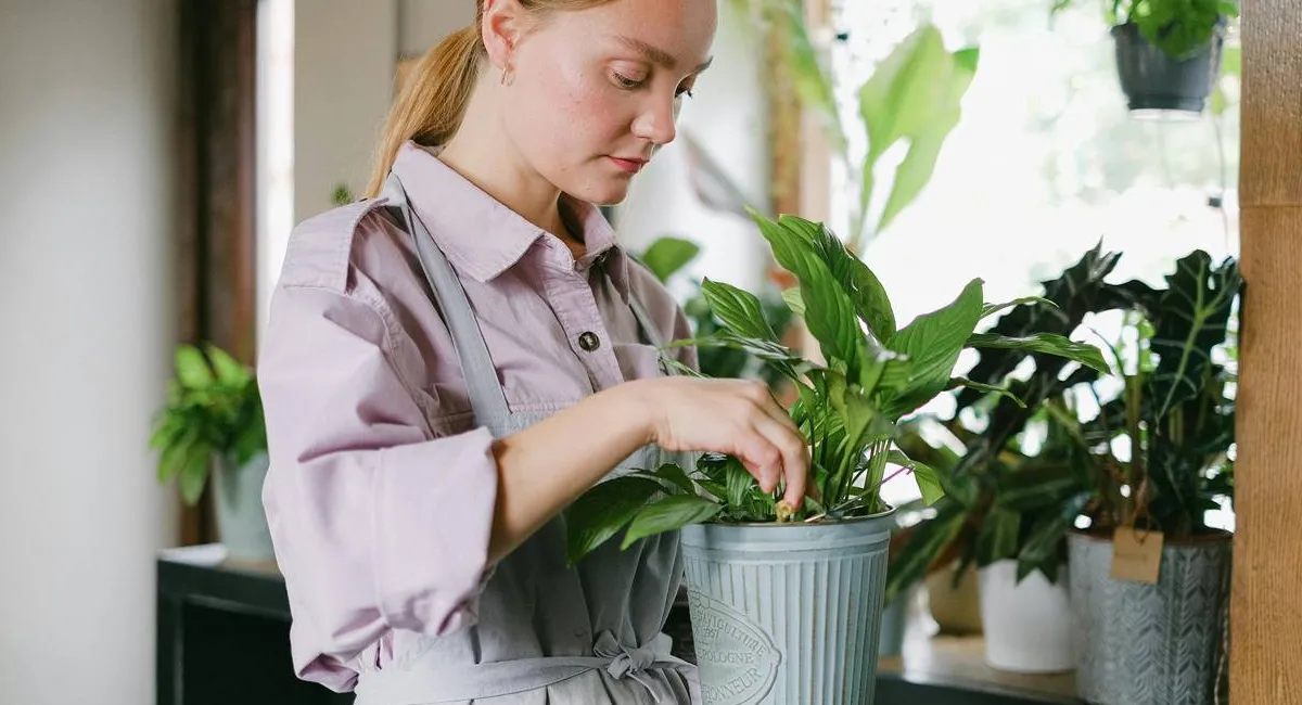 Спатифиллум привлекает счастье и любовь в жизнь женщины: где нужно поставить цветок и как за ним ухаживать - today.ua