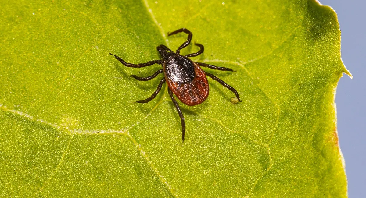 Як захиститися від кліщів під час прогулянок на природі: поради МОЗ  - today.ua