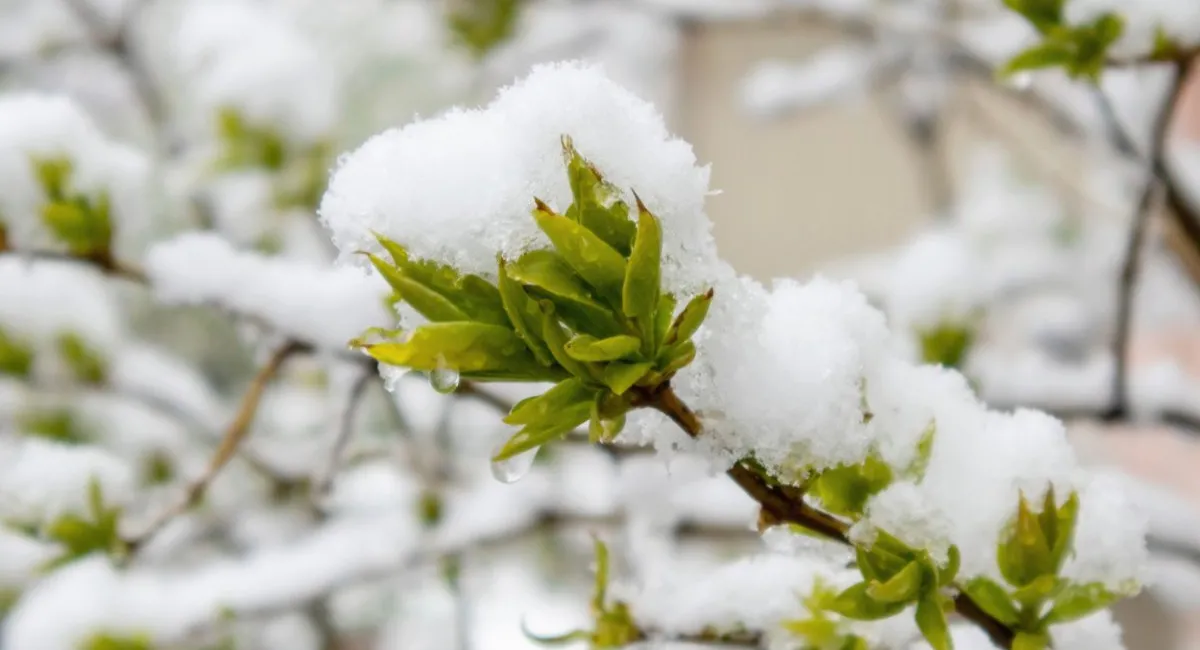 Через різку зміну погоди в Україні ДСНС виступила з попередженням: сніг і мороз найближчої ночі можуть наробити лиха - today.ua