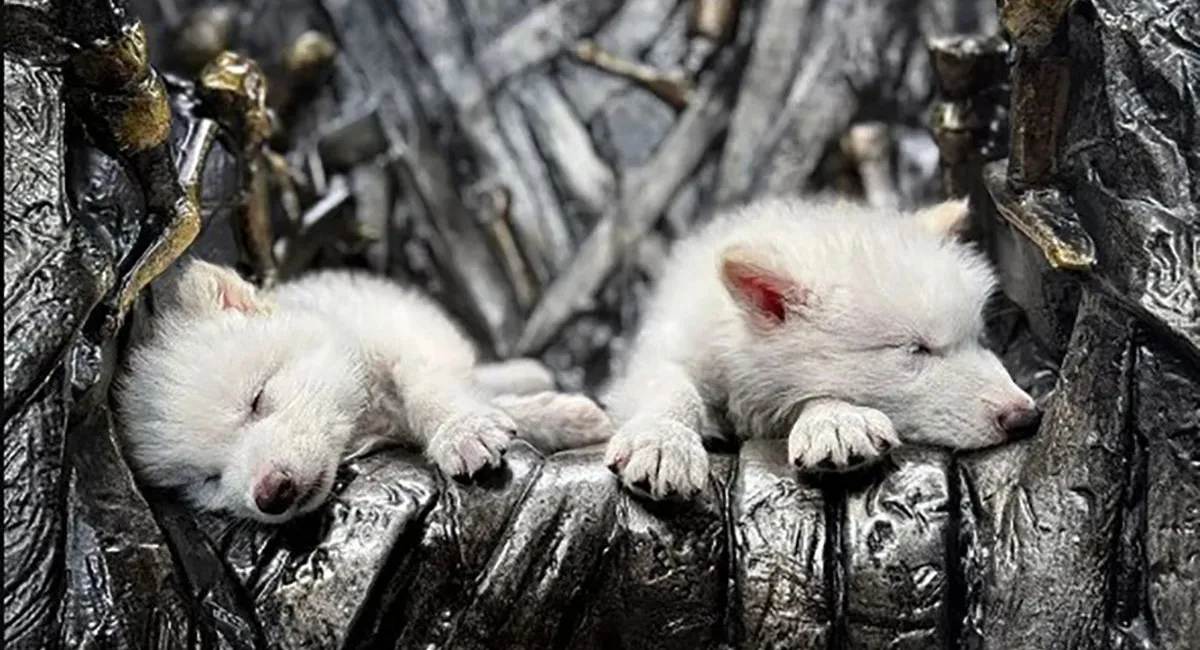 Ученые сумели воскресить ужасных белых волков, которые вымерли 12 тысяч лет назад (Видео) - today.ua