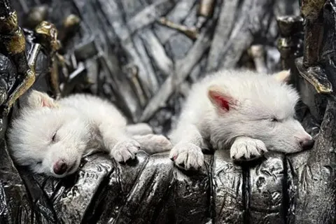 Ученые сумели воскресить ужасных белых волков, которые вымерли 12 тысяч лет назад (Видео)