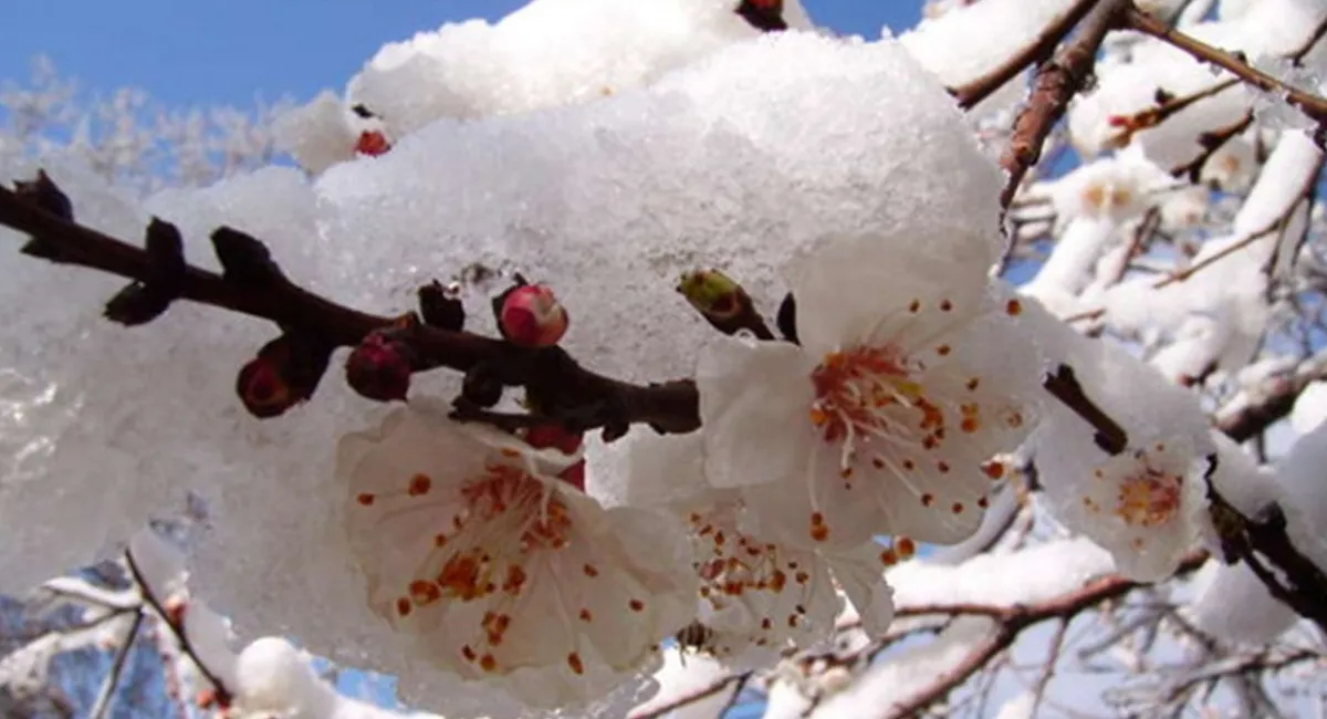 Нинішня огидна погода – не остання цієї весни: у травні знову прогнозують морози та аномальний холод - today.ua
