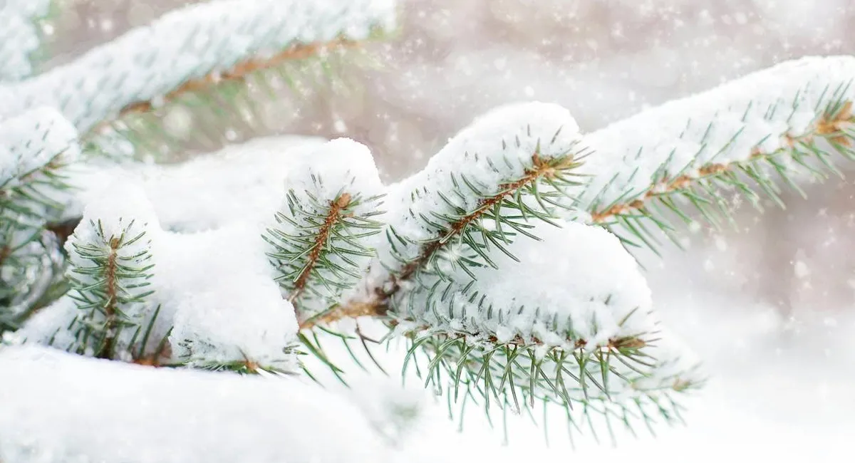 В Украине ударят морозы и засыплет снегом: синоптик рассказал, когда ожидать приход зимы - today.ua