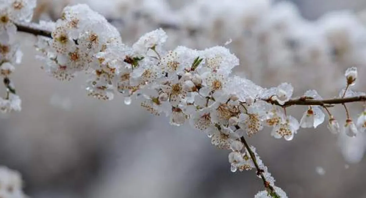 Из-за апрельских морозов и холода в Украине пропал почти весь урожай ранних косточковых плодов: цены на фрукты будут заоблачными - today.ua