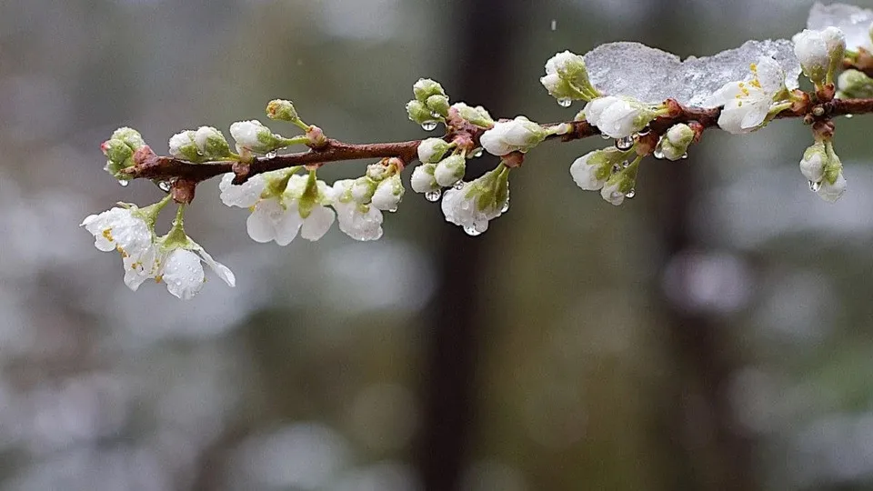 Из-за апрельских морозов и холода в Украине пропал почти весь урожай ранних косточковых плодов: цены на фрукты будут заоблачными - today.ua