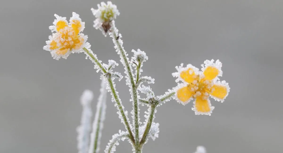 Украину накрыла воздушная масса с севера: синоптик объяснил, как это скажется на погоде - today.ua
