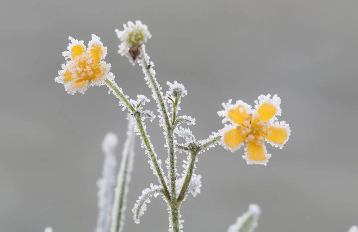 Синоптик сообщила, стоит ли ждать существенного потепления в ближайшее время - today.ua