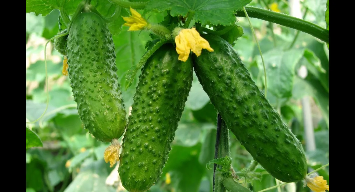 Українцям розповіли, що посіяти поряд з огірками, щоби врожай перевершив сподівання - today.ua