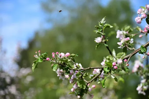 Новая волна заморозков, прокатившаяся по Украине, забрала часть урожая яблонь и груш: говорят, это не последнее похолодание этой весной