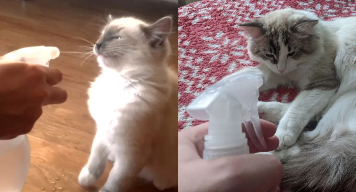 Почему нельзя брызгать на кота водой: ошибка, которую совершают почти все - today.ua