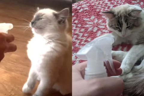 Почему нельзя брызгать на кота водой: ошибка, которую совершают почти все