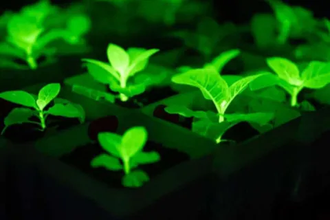 Вулиці міст уночі освітлюватимуть рослини: китайські науковці показали плід унікальної генної модифікації