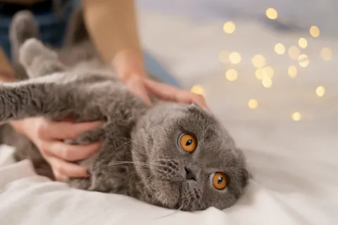 Понять кота без слов: как читать настроение любимца и его эмоции