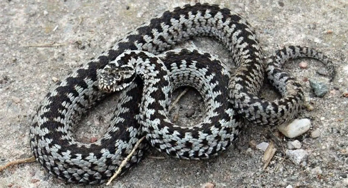 В одном из регионов Украины заметили краснокнижную рептилию: как вести себя при встрече с ядовитой змеёй - today.ua