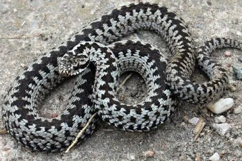 В одном из регионов Украины заметили краснокнижную рептилию: как вести себя при встрече с ядовитой змеёй