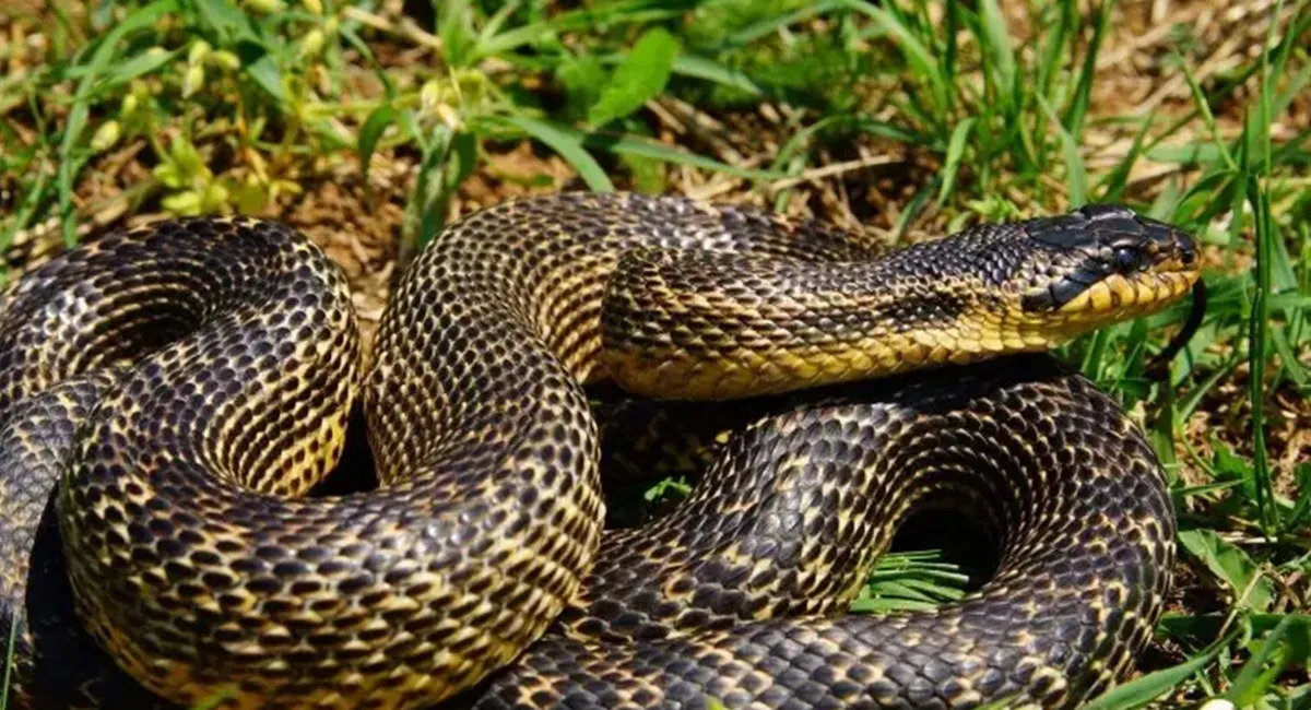 Природная сенсация на Днепропетровщине: редкая змея, словно из легенд, появилась среди травы - today.ua