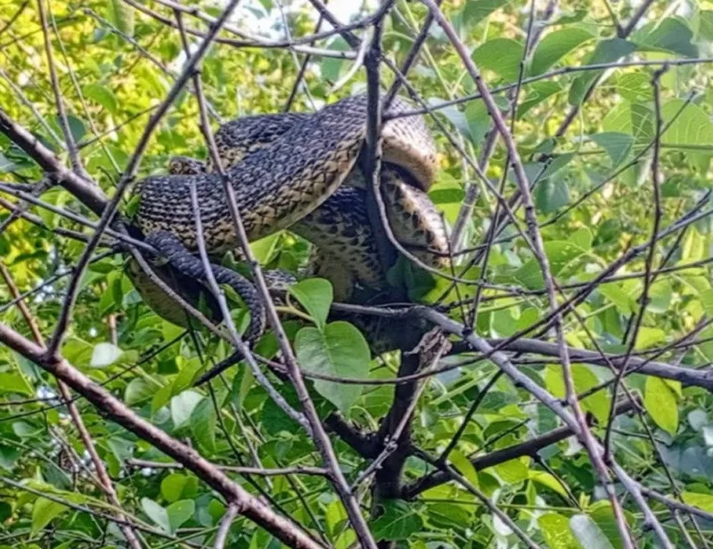 Природная сенсация на Днепропетровщине: редкая змея, словно из легенд, появилась среди травы Природная сенсация на Днепропетровщине: редкая змея, словно из легенд, появилась среди травы - today.ua