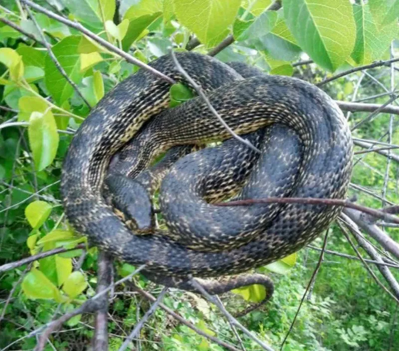 Природная сенсация на Днепропетровщине: редкая змея, словно из легенд, появилась среди травы Природная сенсация на Днепропетровщине: редкая змея, словно из легенд, появилась среди травы - today.ua