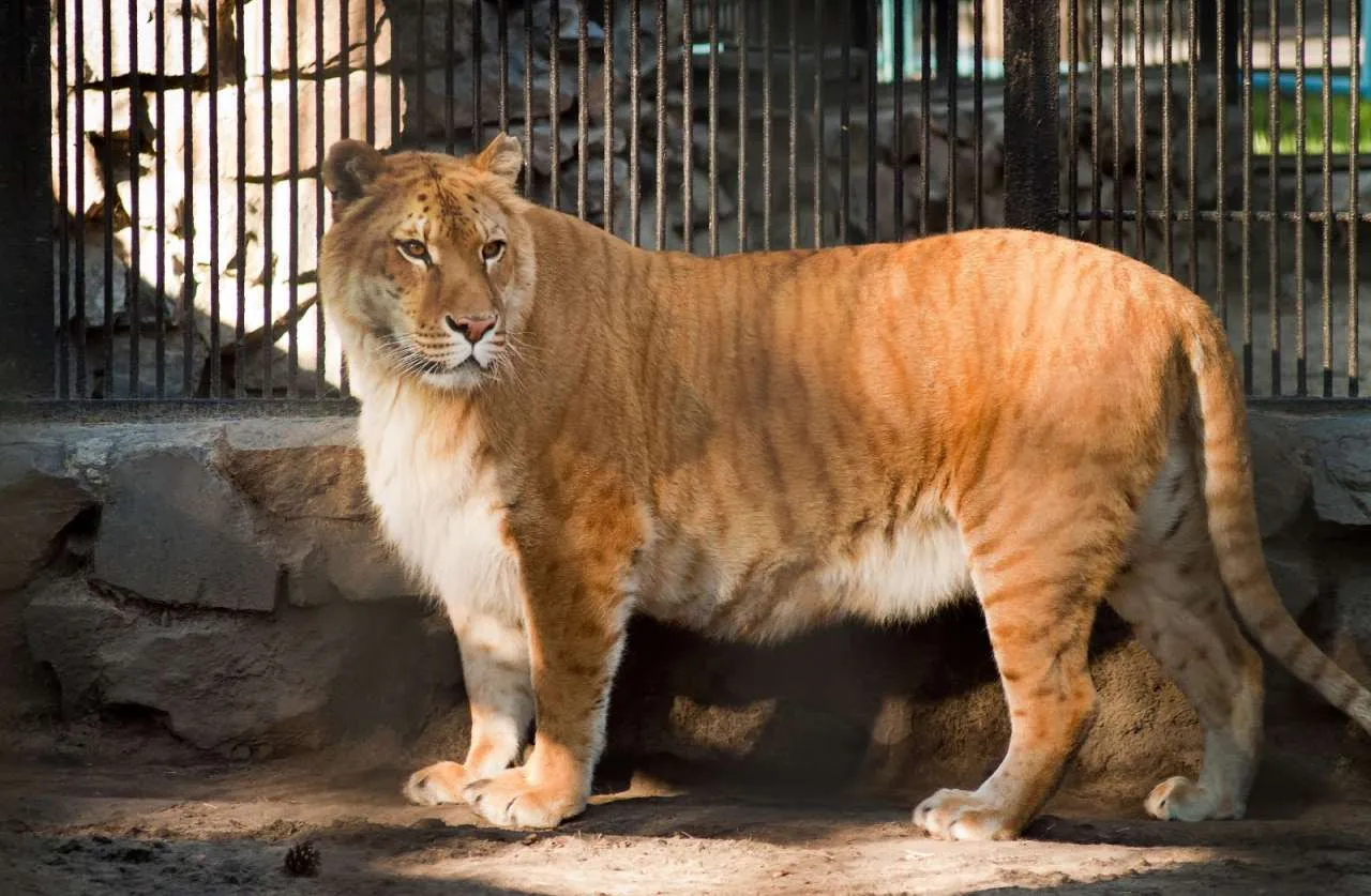 Українцям заборонили утримувати дома деяких тварин: за непокору — штраф або 8 років тюрми Українцям заборонили утримувати дома деяких тварин: за непокору — штраф або 8 років тюрми - today.ua