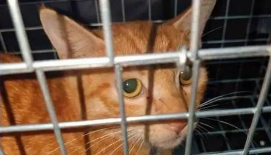 В Сети разрастается онлайн-сообщество, пропагандирующее видео с пытками кошек: среди десятков тысяч садистов есть даже дети - today.ua