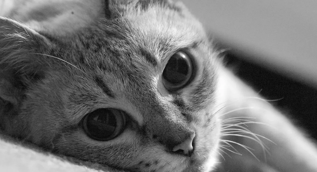 В Сети разрастается онлайн-сообщество, пропагандирующее видео с пытками кошек: среди десятков тысяч садистов есть даже дети - today.ua