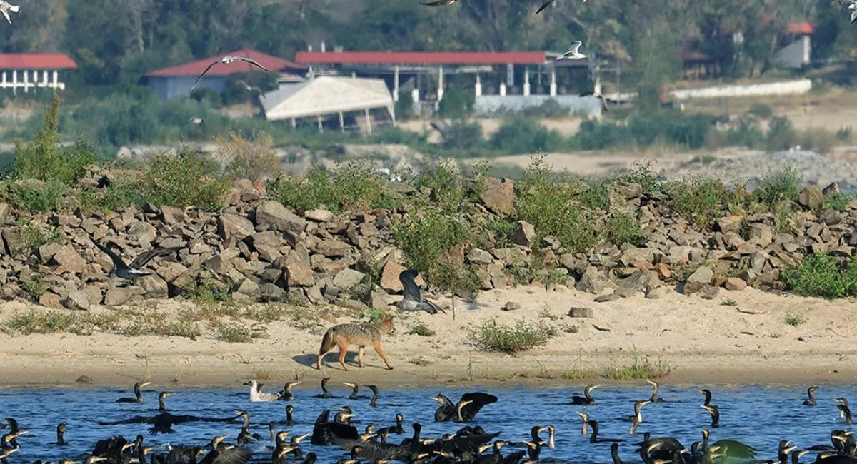 Хищника из легенд Хортицы впервые поймали на фото: чей плач экологи слушали уже 20 лет - today.ua