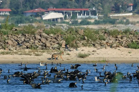 Хищника из легенд Хортицы впервые поймали на фото: чей "плач" экологи слушали уже 20 лет