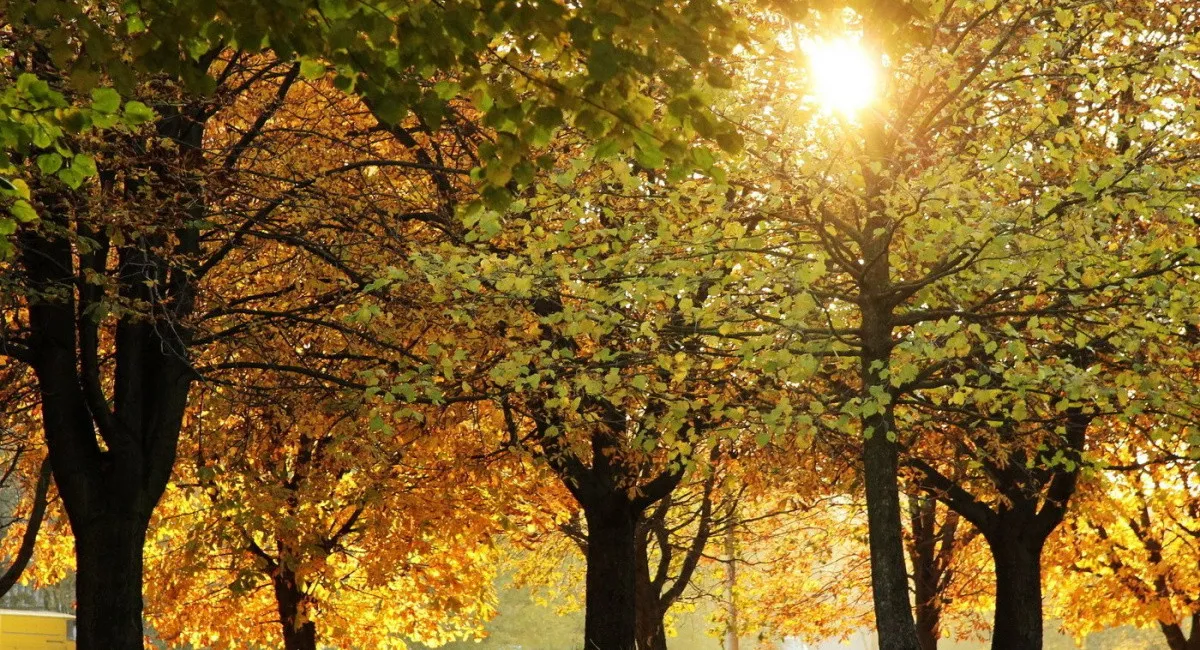 Сентябрь удивит: климатолог рассказал, какую погоду ожидать в первый месяц осени - today.ua