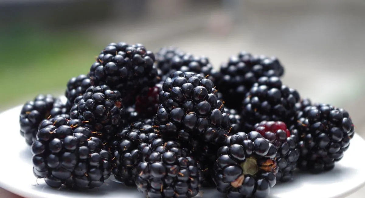 Сезон ежевики в разгаре: названы польза и вред летней ягоды - today.ua