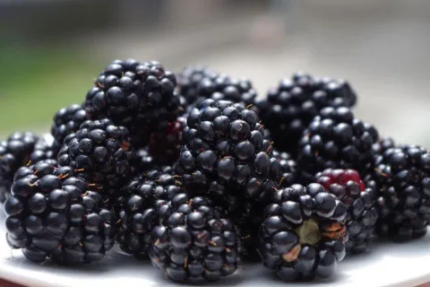 Сезон ежевики в разгаре: названы польза и вред летней ягоды