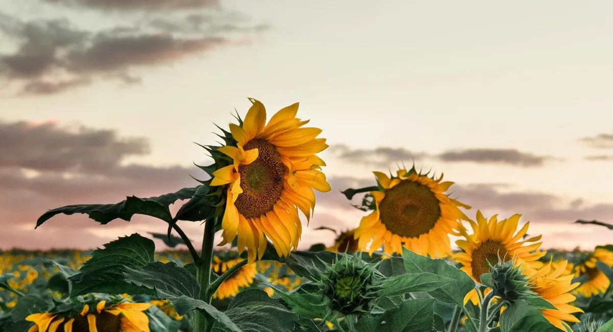 Радіоактивний врожай на столах українців: розкрито аферу, як землі Чорнобиля годували націю  - today.ua