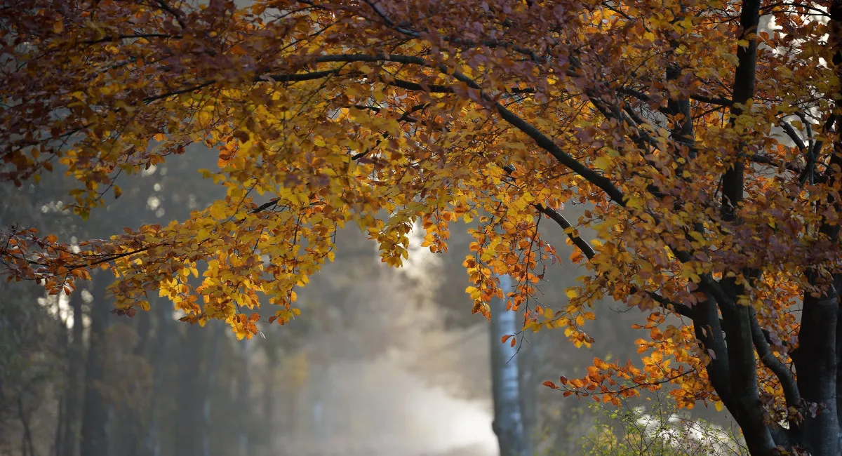 Синоптикиня попередила про несподіване похолодання в Україні: які регіони охопить - today.ua