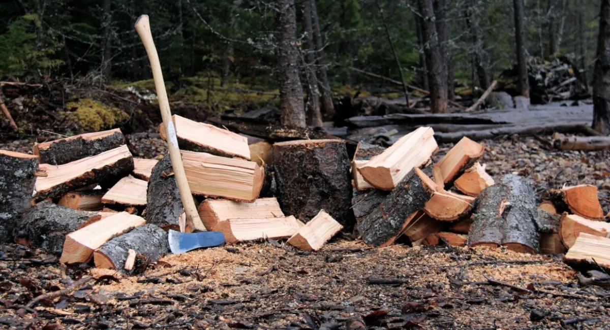 Українцям заборонили збирати в лісі дрова, навіть якщо це сухостій - today.ua