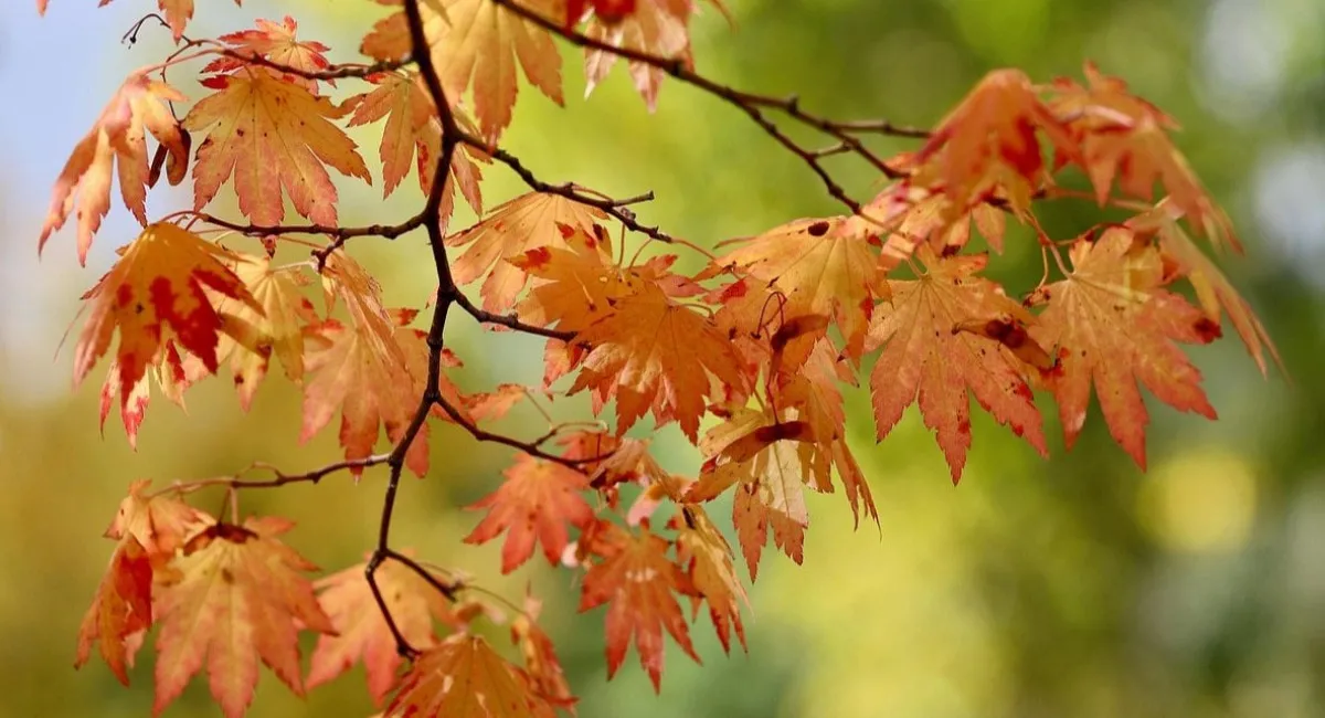 Часть Украины прогреется до +18°C: синоптик рассказала, где будет почти лето - today.ua