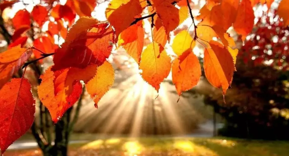 У жовтні в Україну повернеться тепло: синоптик назвав дату приходу бабиного літа - today.ua