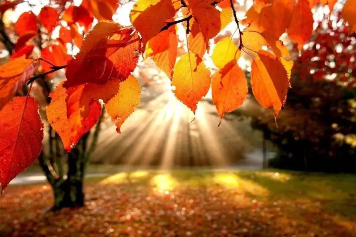 Синоптики предупредили о первых заморозках: когда в Украину придут холода - today.ua