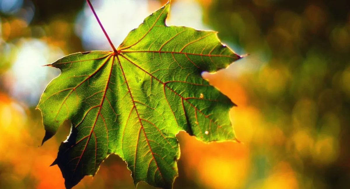 Синоптик рассказала, в каких регионах Украины спадет жара в первый день осени - today.ua