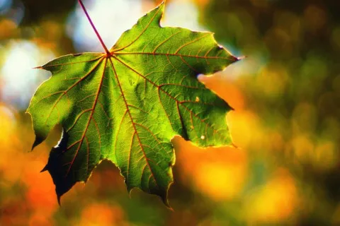 Синоптик рассказала, в каких регионах Украины спадет жара в первый день осени