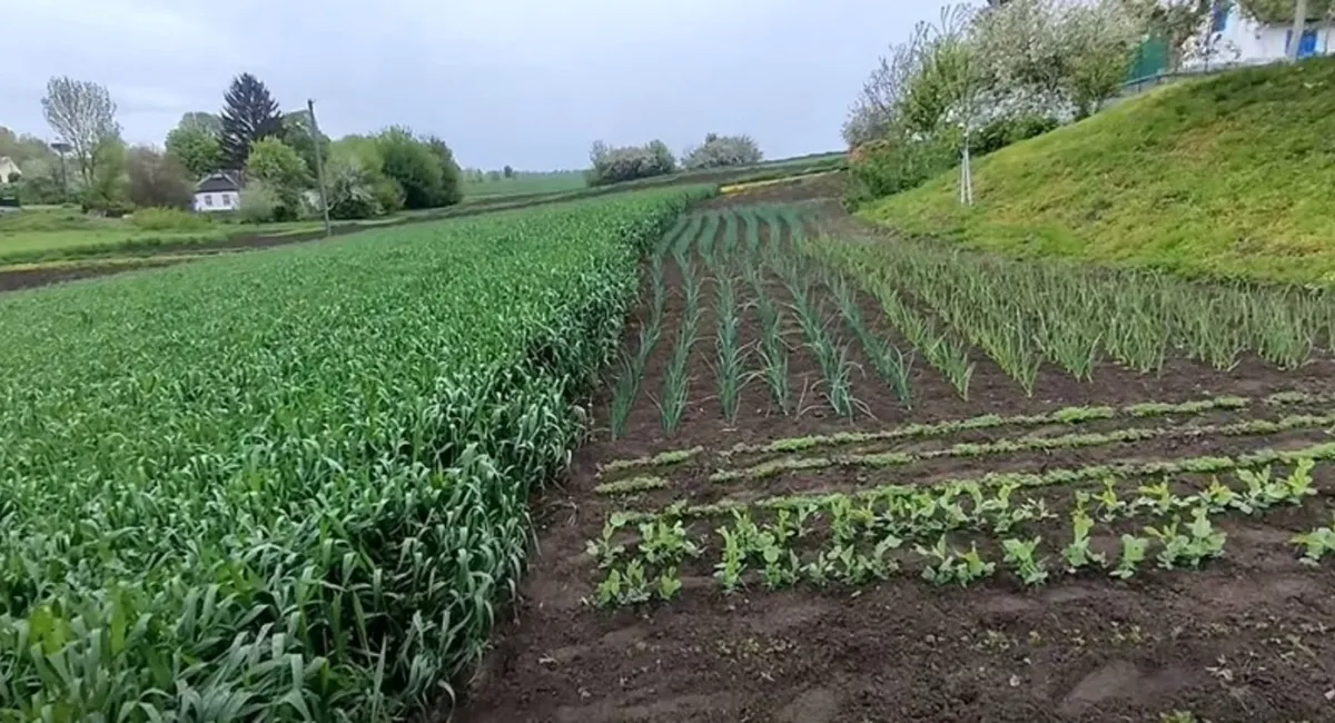 Приватизировать огород во время войны невозможно: могут ли его забрать - today.ua