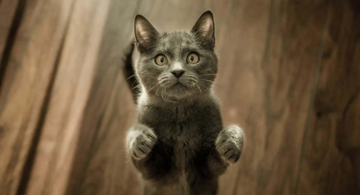 Кошки чувствуют появление в доме потусторонней силы: на что стоит обратить внимание владельцам четвероногих - today.ua