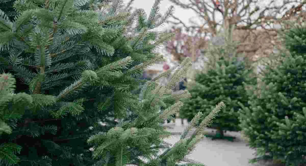 В Україні стартував продаж ялинок: скільки цьогоріч просять за новорічне дерево - today.ua