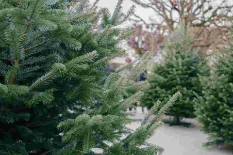 В Украине стартовала продажа елок: сколько в этом году просят за новогоднее дерево