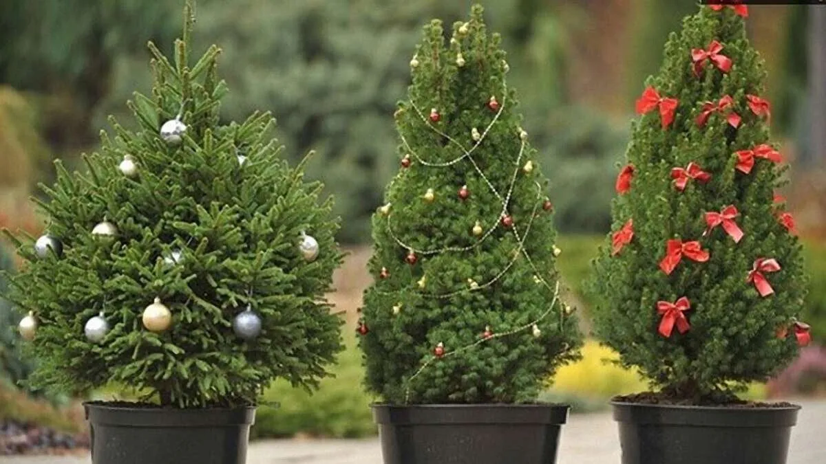 В Україні стартував продаж ялинок: скільки цьогоріч просять за новорічне дерево В Україні стартував продаж ялинок: скільки цьогоріч просять за новорічне дерево - today.ua