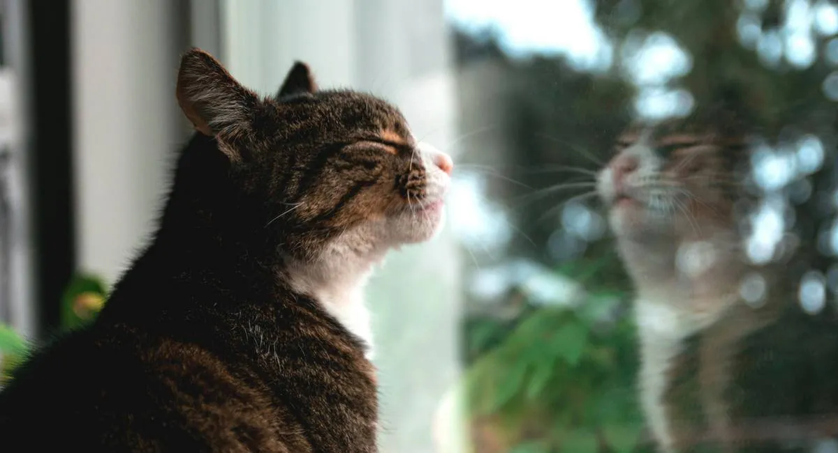 Бюджетний спосіб утеплити вікна на зиму: українцям розповіли, як підготуватися до морозів - today.ua