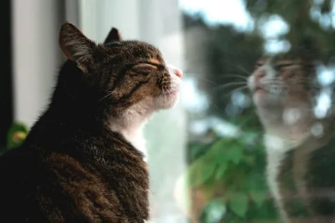 Бюджетний спосіб утеплити вікна на зиму: українцям розповіли, як підготуватися до морозів