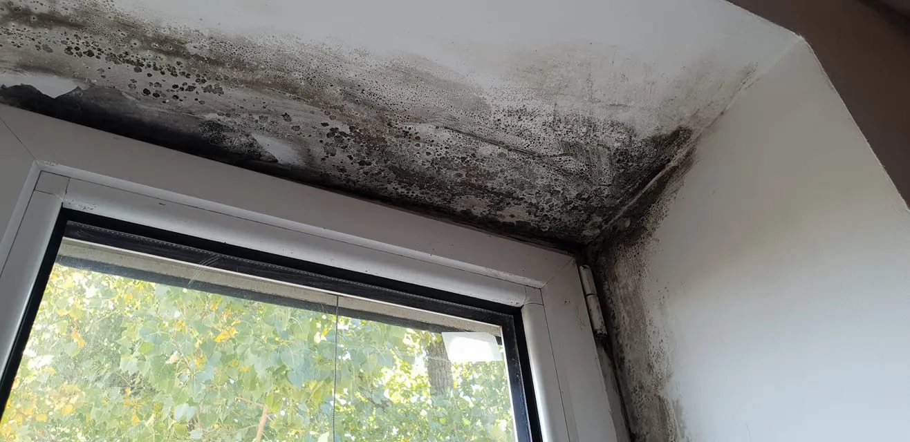 Ефективні методи боротьби з пліснявою на відкосах, про які не говорять майстри - today.ua