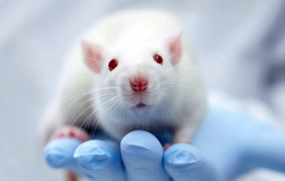 Ученые заявляют, что нашли универсальное лекарство от рака: все мыши выздоровели - today.ua