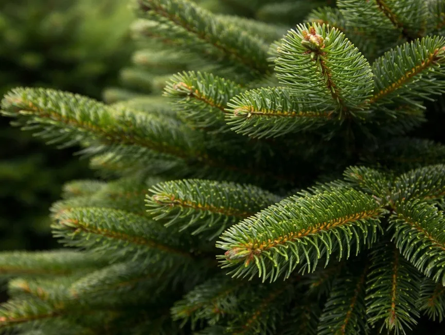 Секрет живой елки: как выбрать дерево, которое не осыплется до конца праздников - today.ua