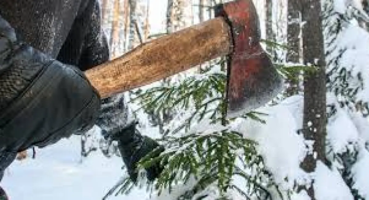 Новогодняя елка с криминальным финалом: что грозит за самовольную вырубку дерева - today.ua