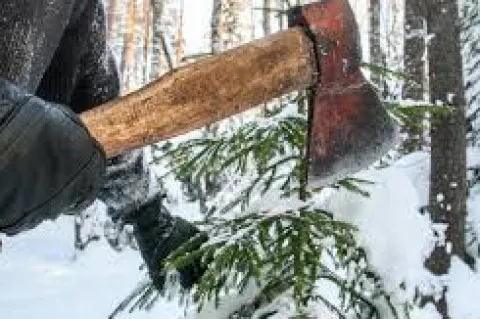 Новорічна ялинка з кримінальним фіналом: що загрожує за самовільну вирубку дерева